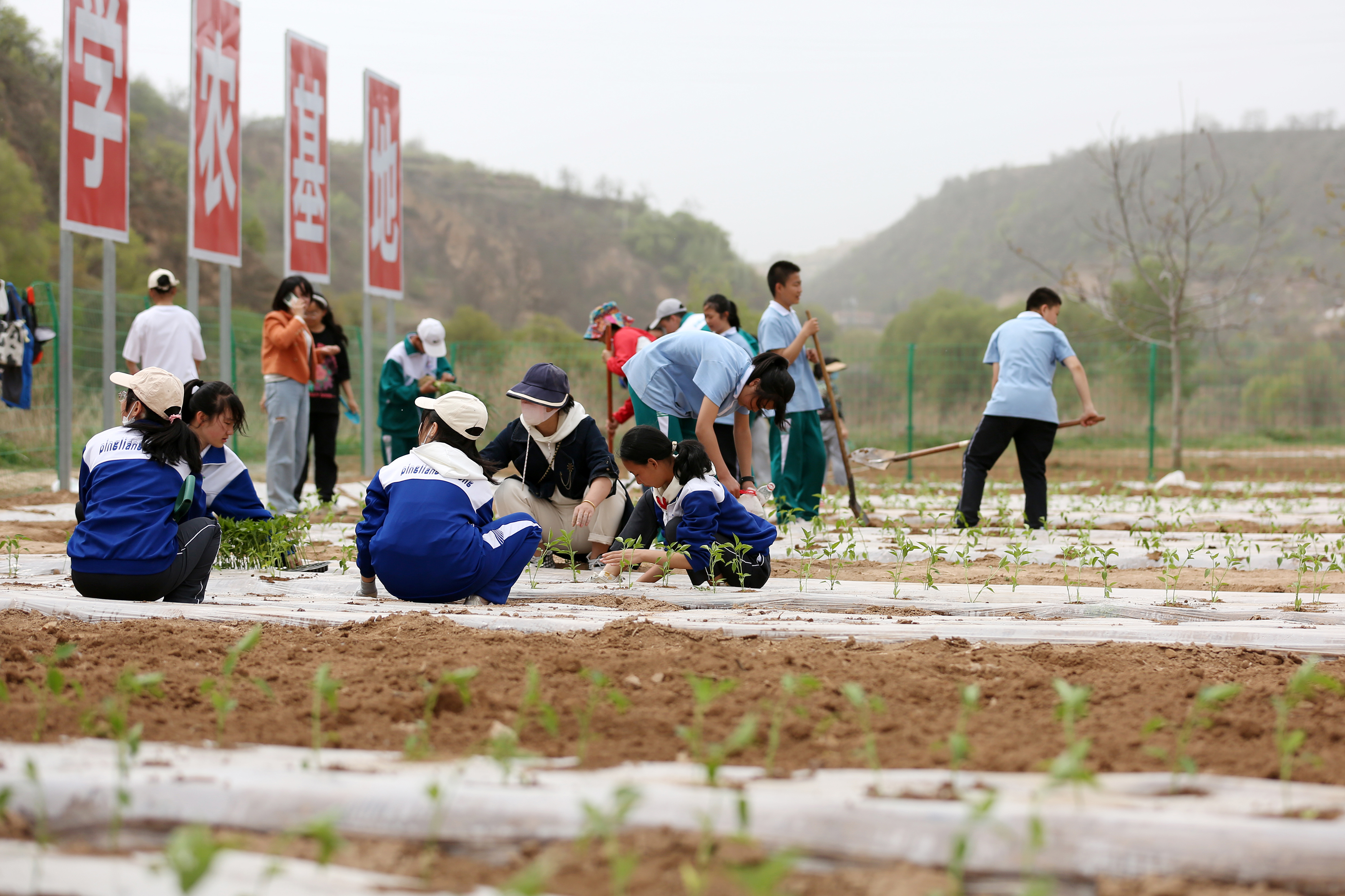 04——4月27日，在甘肅省平?jīng)鍪械谒闹袑W(xué)行知園學(xué)農(nóng)基地里，學(xué)生們在種植辣椒苗。.JPG