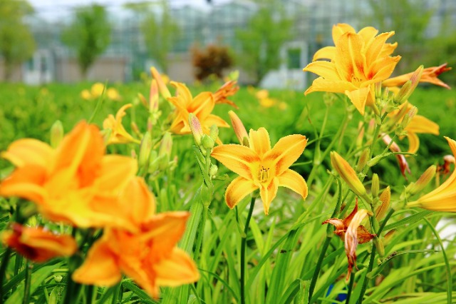 校地?cái)y手讓小小萱草花釋放大能量。學(xué)校供圖