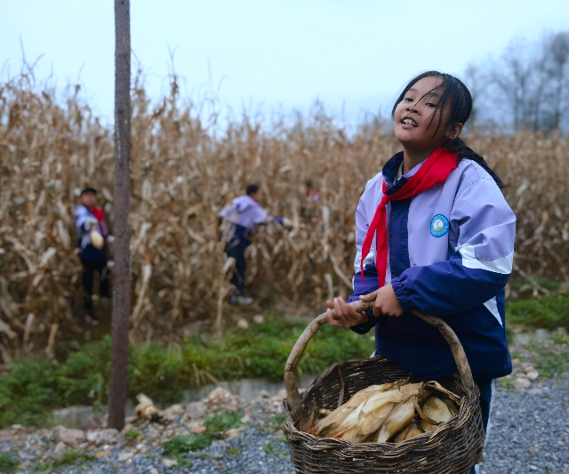 學(xué)生分工明確，將玉米運(yùn)到空地處.jpg